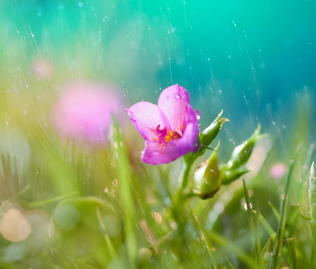 丁宁初夏雨 好长故山薇，古诗词里初夏的雨，那么美好-第9张图片-非凡网