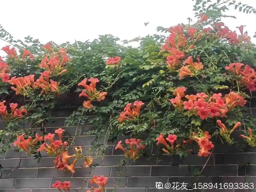 10種“臟臟”花，愛干凈的人別養，會招蟲子