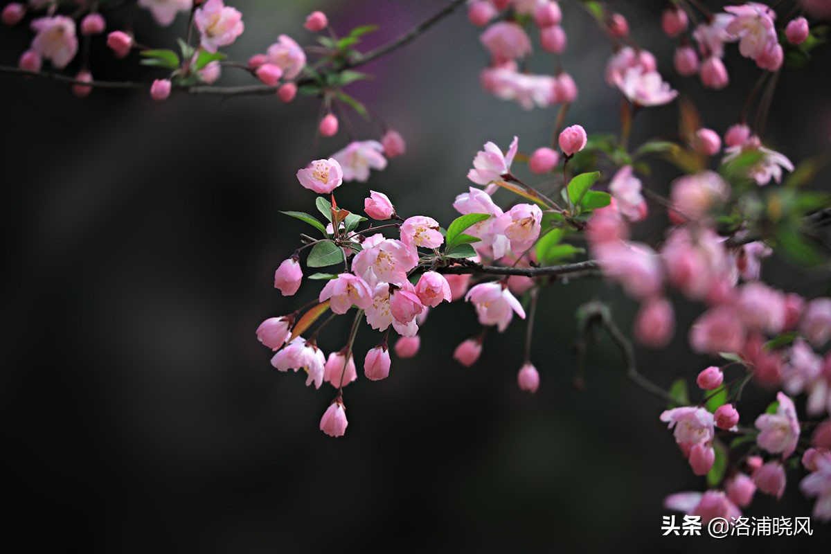 也许就是这位因涉嫌作弊而被终身禁考的江南风流才子孤寂内心的写照