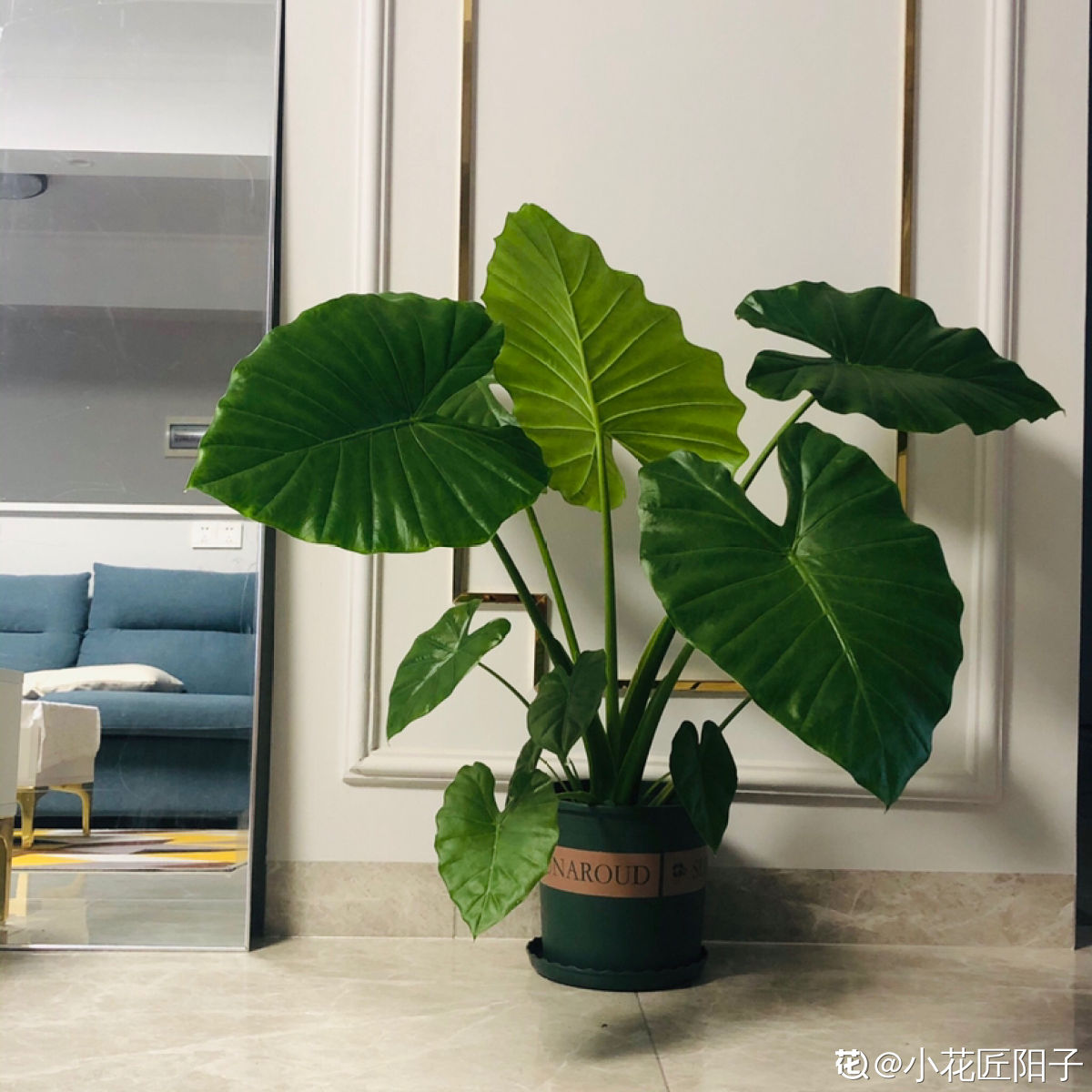 4種有毒花常在身邊，還是得小心點，中毒就麻煩了