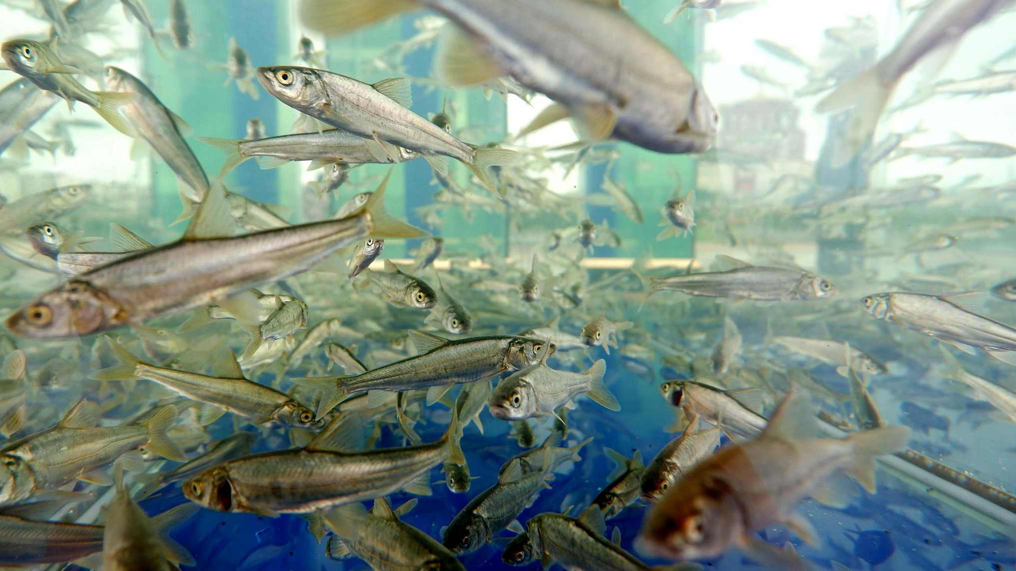 青海湖的“罚单”：3年吃掉7.3万吨，湟鱼陷入危机？