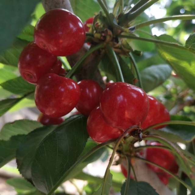 2020年的樱桃上市了！