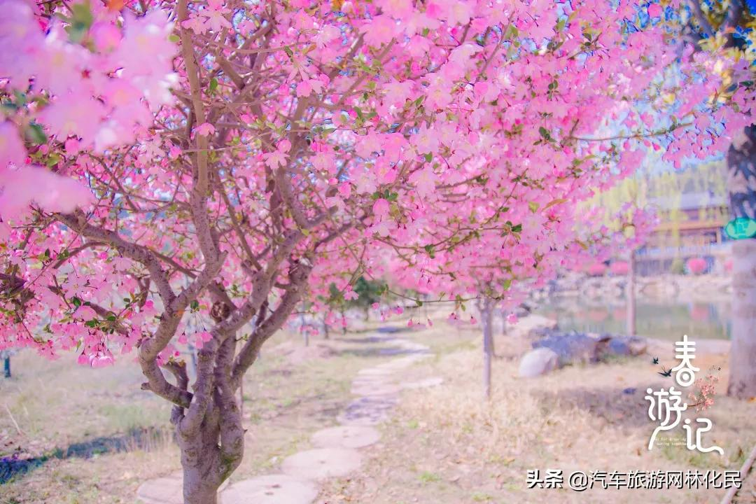 沂蒙马泉休闲园万亩樱桃花开,门票免费送啦