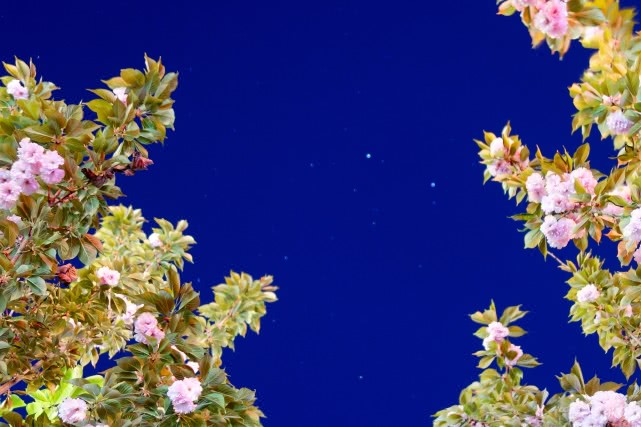 靜謐的夜色中，看花與星空的對話