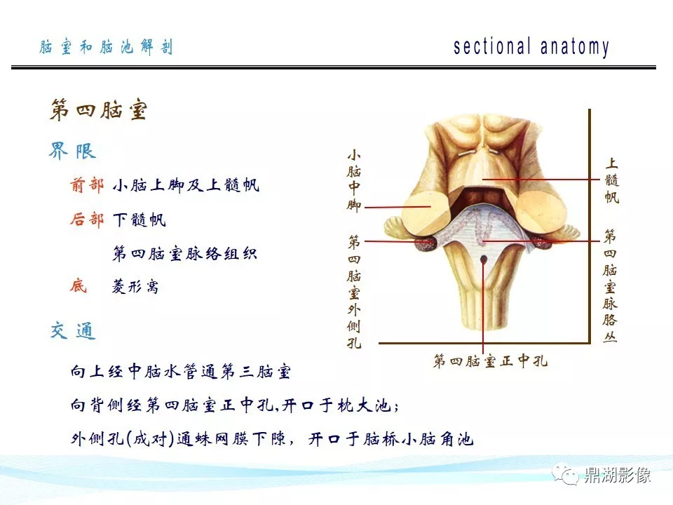 超全详解：脑池和脑室断层解剖