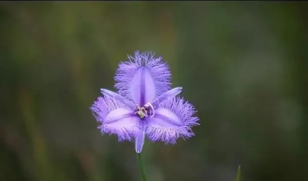 160種· 奇花異草，絕對有你沒見過的！ 「下部分」