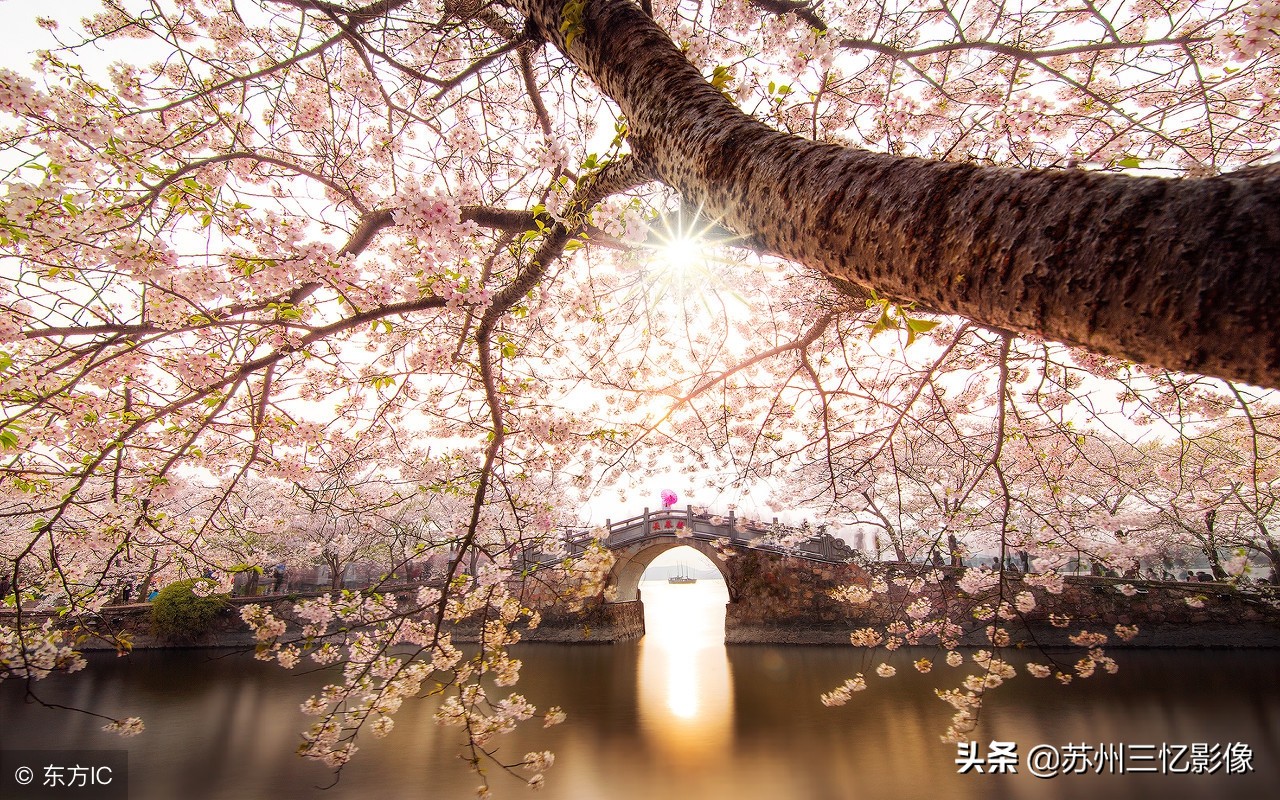 一处江南赏樱胜地——无锡鼋头渚