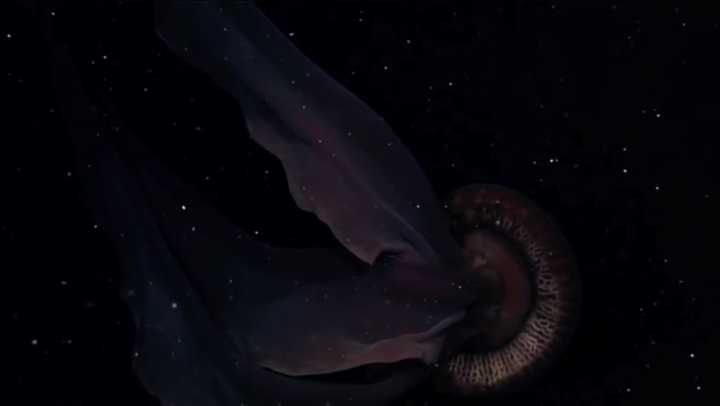 深海中的摄魂怪:冥河水母为何那么恐怖?