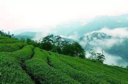 陸桐說茶：美麗的茶區(qū)，五岳之首黃山「茶文化」