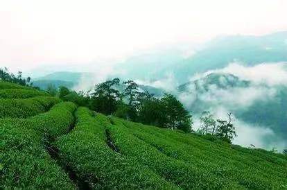 陸桐說(shuō)茶：美麗的茶區(qū)，五岳之首黃山「茶文化」