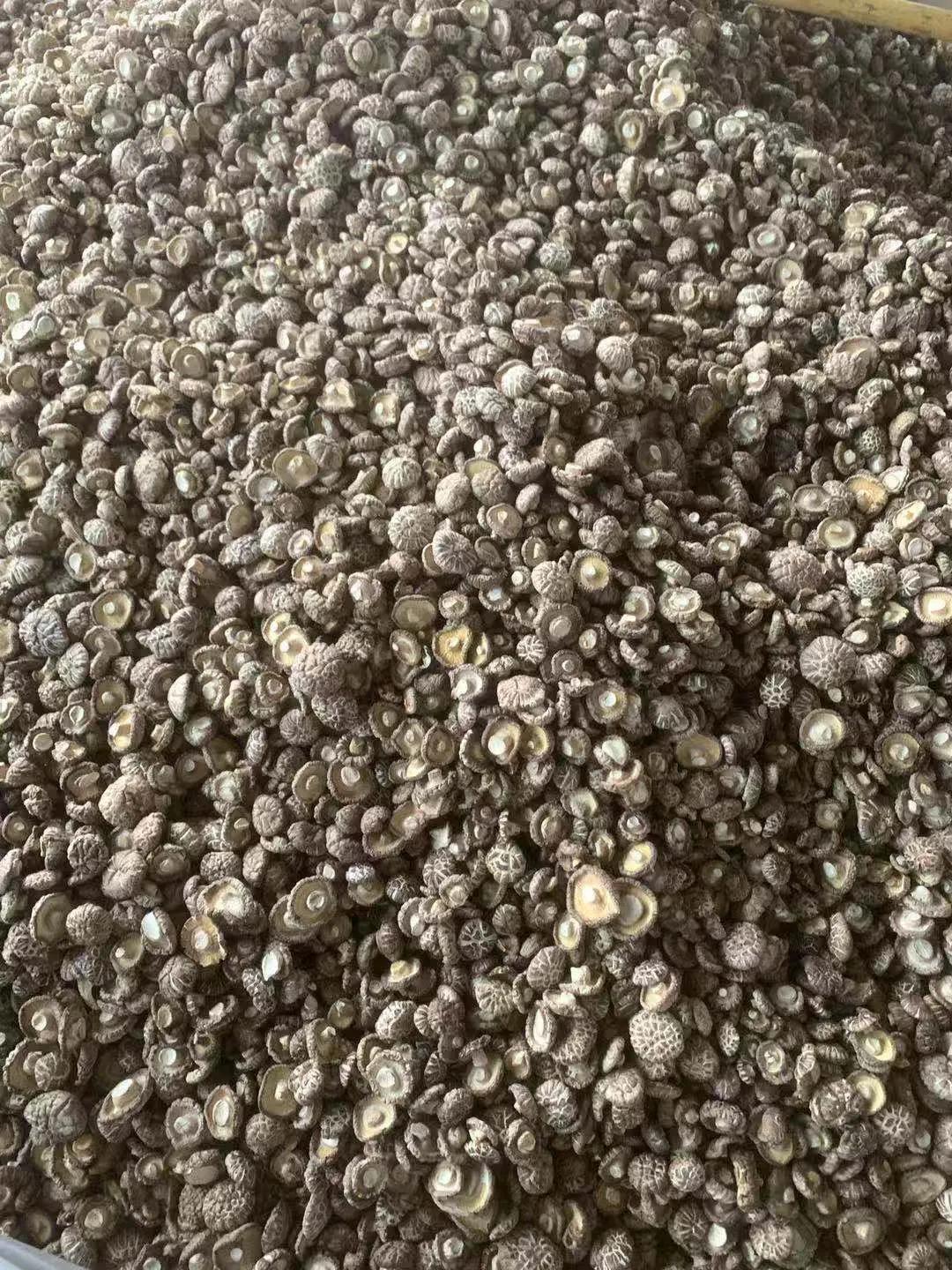 90后小伙返乡创业卖香菇，一亩田开店不到一个月交易额超15万