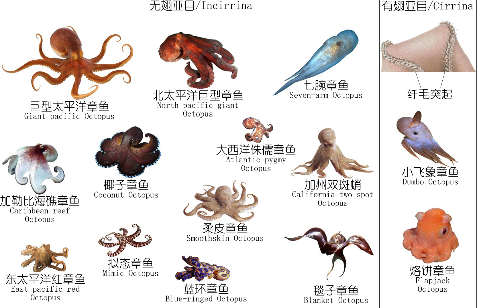 海鲜探索｜深度研究章鱼、鱿鱼、墨鱼等软体动物（上）