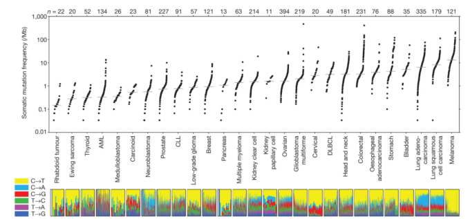 TMB-H患者免疫疗效竟然这么好,总疗效翻4倍！患者直接CR！