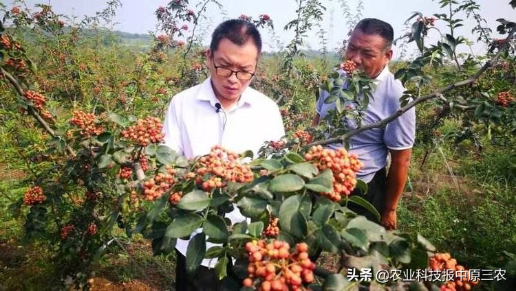 掌握好花椒生长初果盛果和衰老四个阶段，生长可达40年