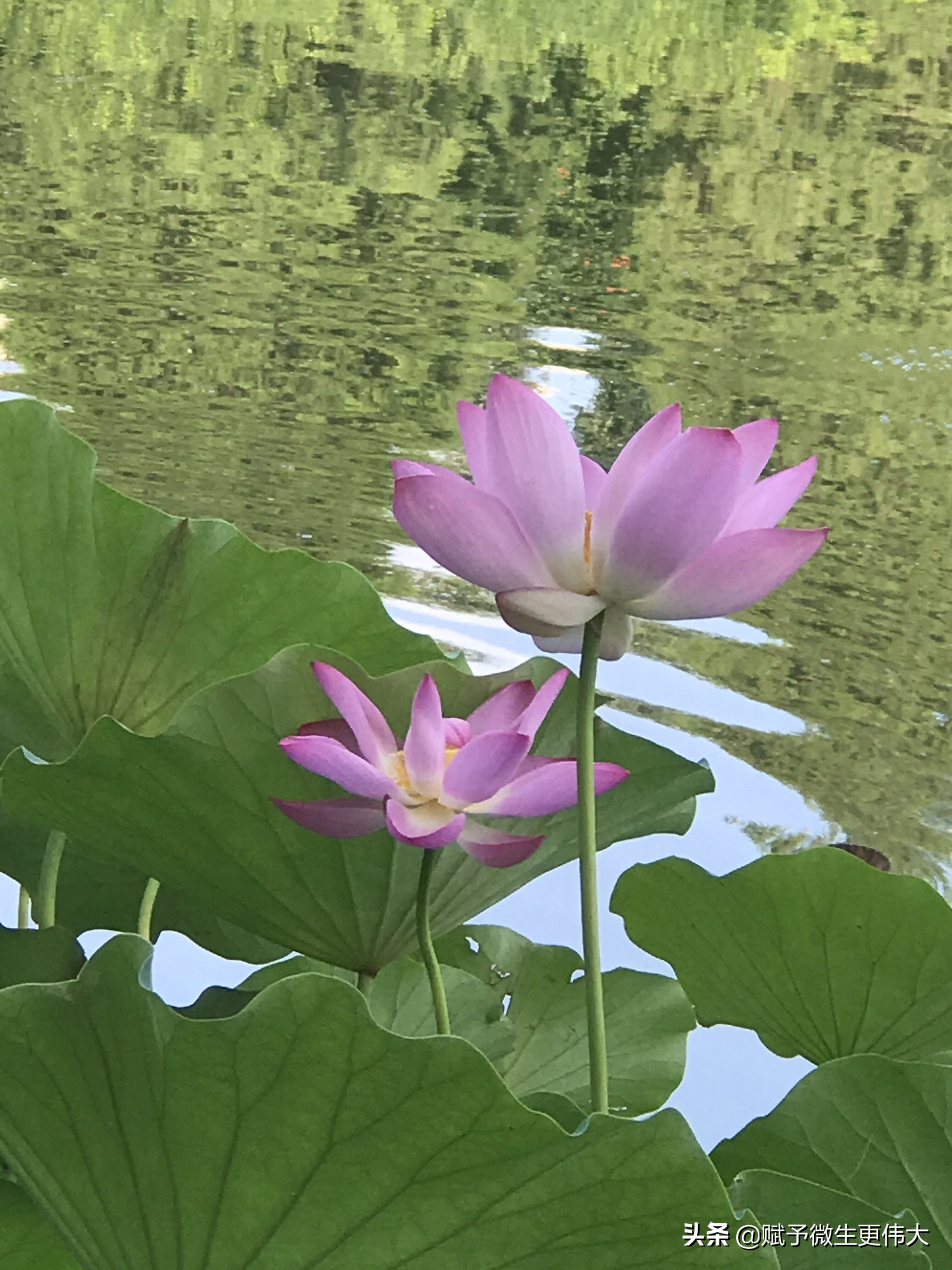 秋风紧——今日暑盛更秋时