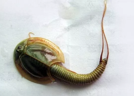 三种水生生物活化石,和恐龙来自同一时代,了解一下