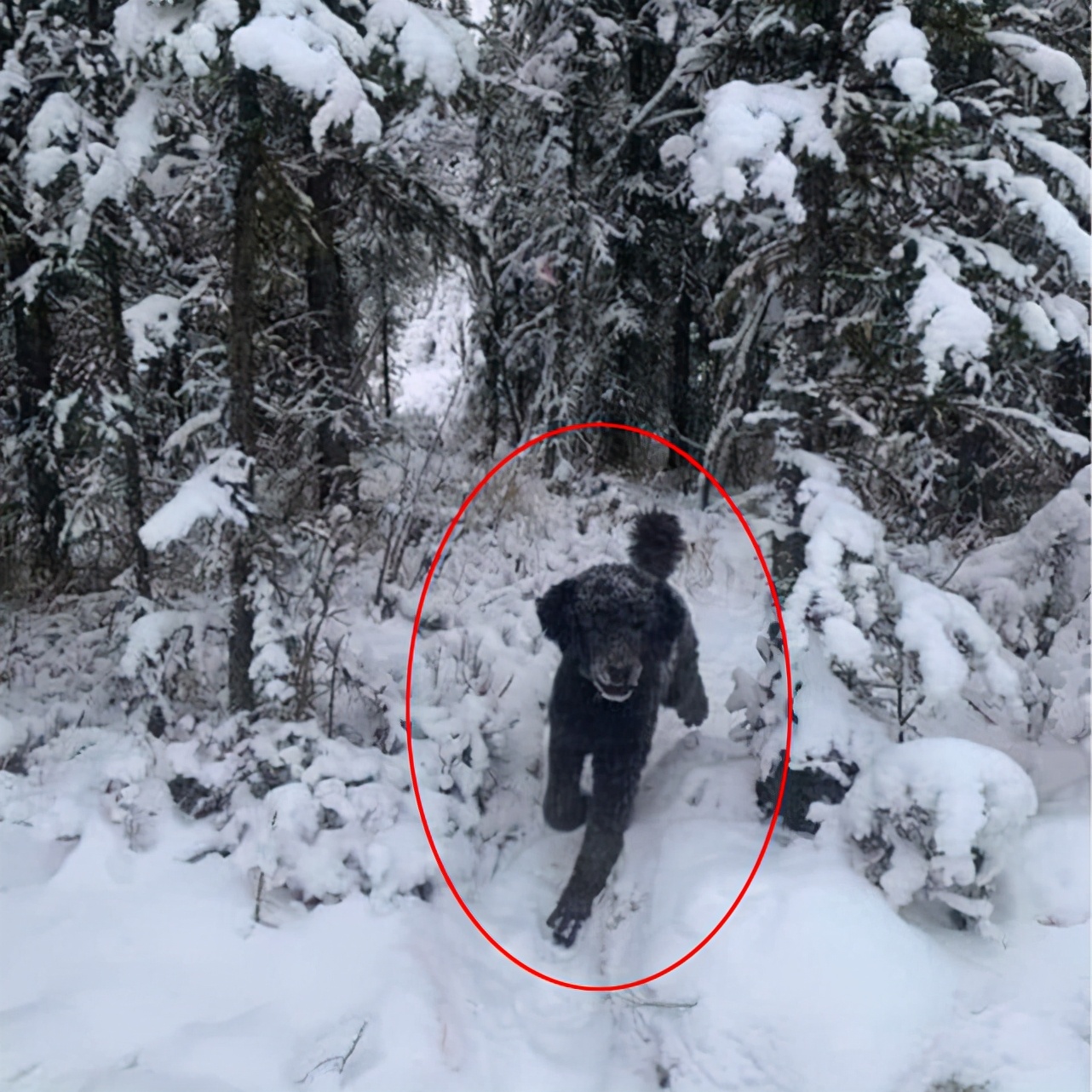 错觉图：是狗还是背着包的人，全球网友意见不