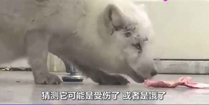 不愧是“狐貍精”，知道“有困難找警察”！東北銀狐進派出所求助