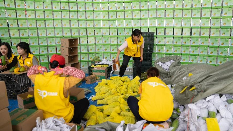 魅力崇左东盟果，凭祥直发进万家