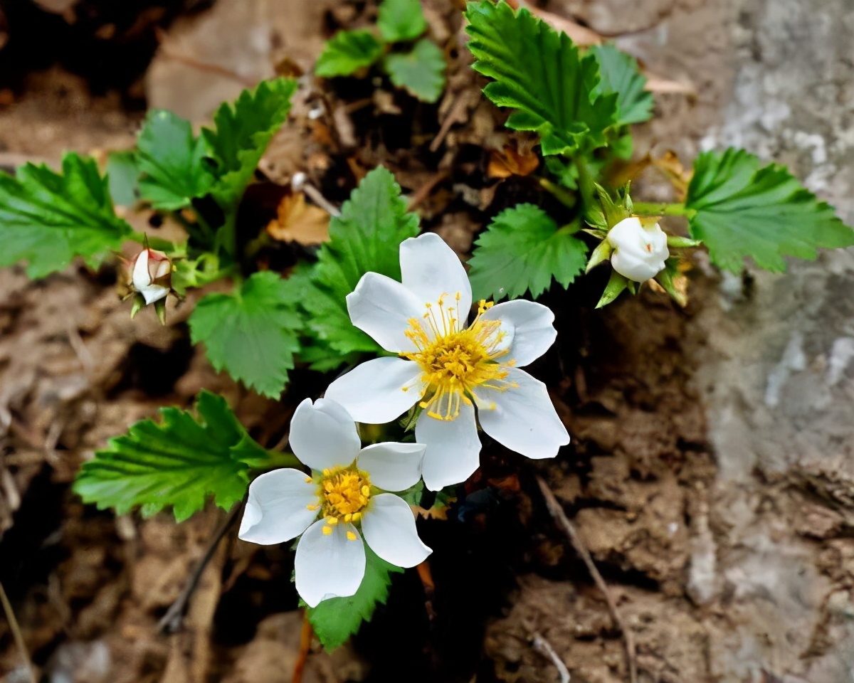 植物科普全球独有的绝壁奇花仅在太行山南部才能看到它想养都很难