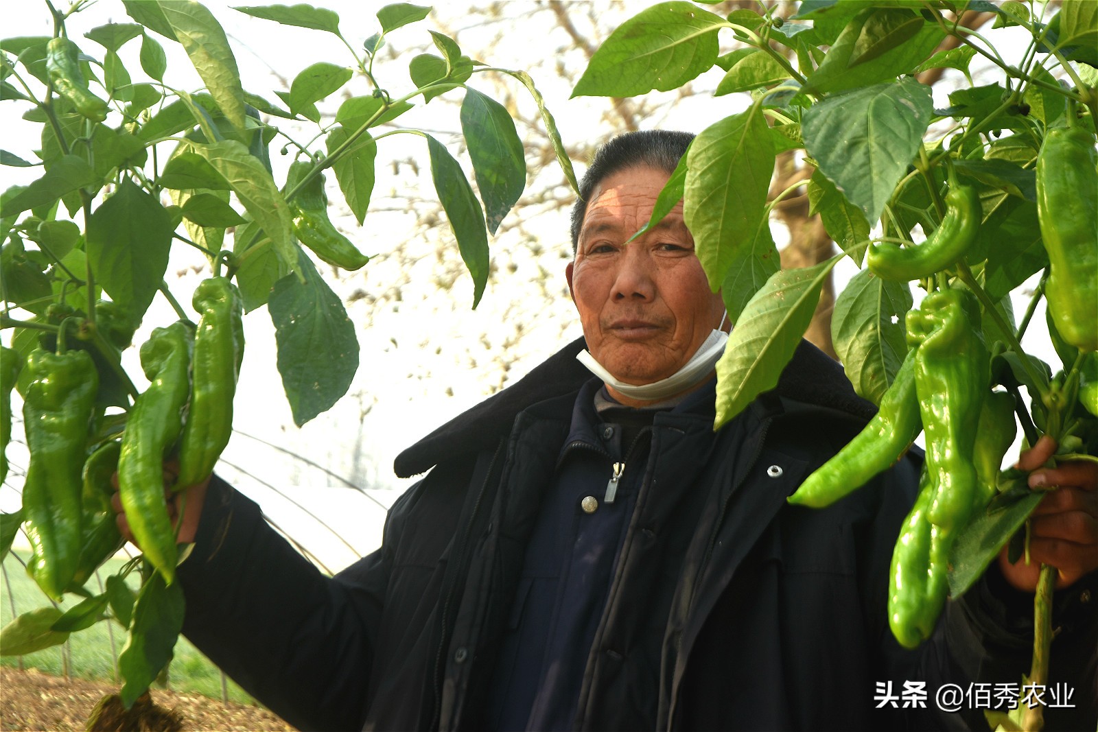 70岁农民玩转大棚蔬菜，0.6亩收获2万元，种的是啥值钱物？