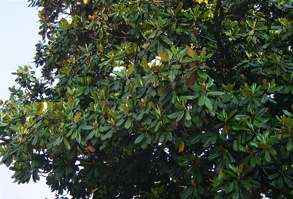 盤(pán)點(diǎn)園林景觀(guān)設計常用的各類(lèi)植物和材料，讓設計師不再迷茫