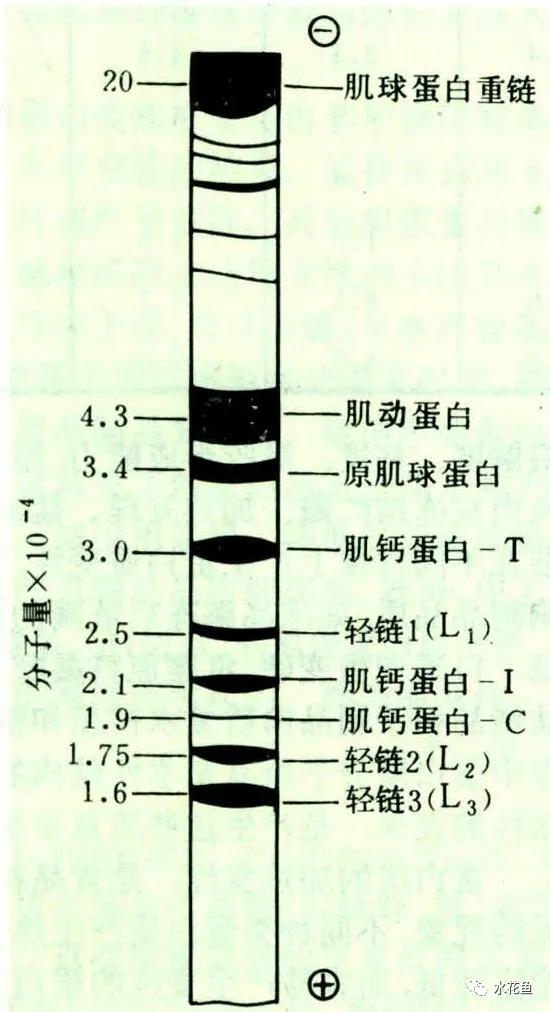 鱼肉的蛋白质与鱼肉呈味成分——“鱼与熊掌”把鱼列为鲜味之首