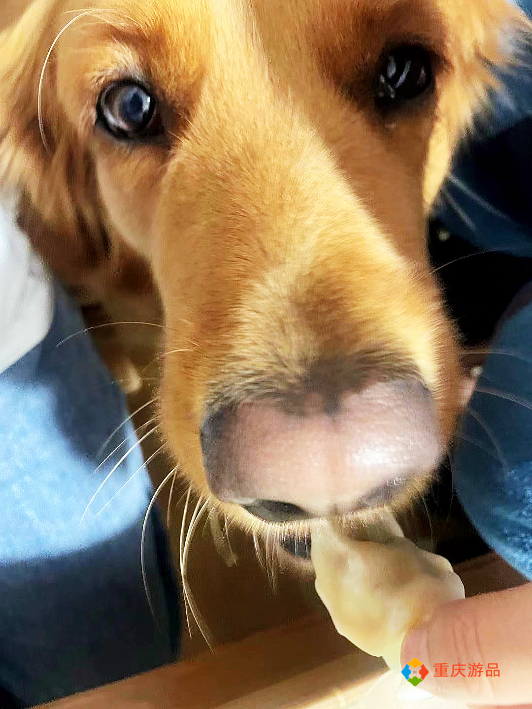 重庆小两口环游中国：抵达四川石棉，烧烤美味，金毛犬成功入住