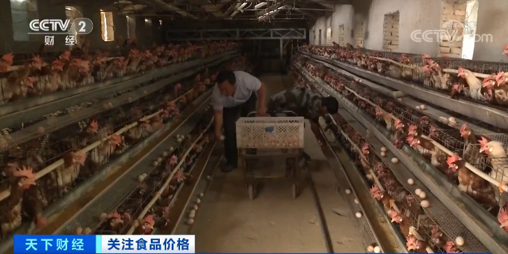 鸡蛋价格大跌近30%，养殖户卖一斤亏0.7元！一降