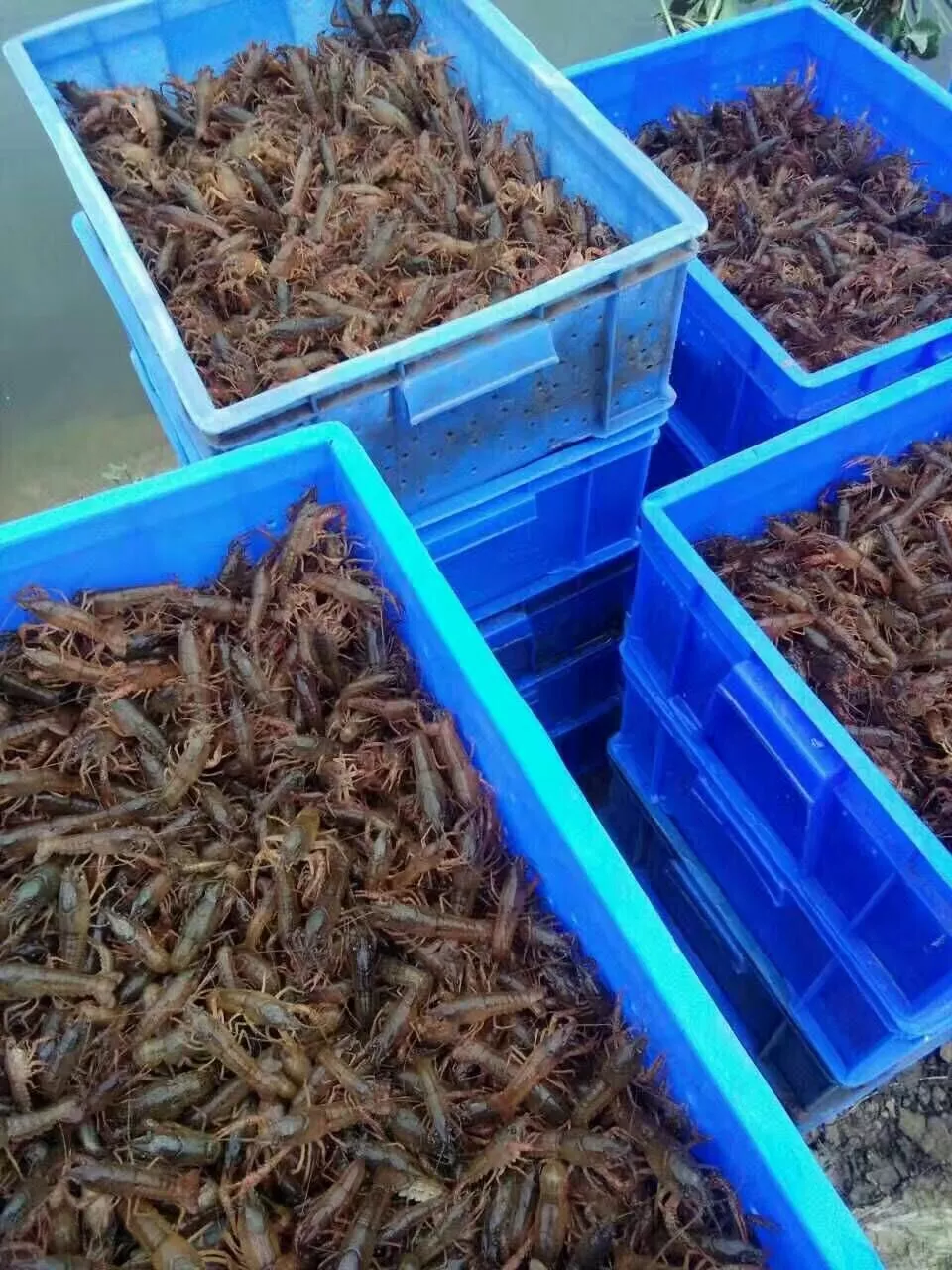 浅析小龙虾产业中的几个重大问题—小龙虾养殖的“苗种”问题