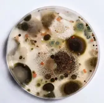 粉末涂料抗菌剂应用与防霉性能案例分享