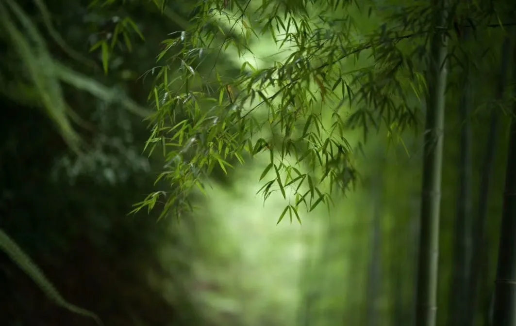 竹林听雨，舒心，淡泊，悠远-第2张图片-诗句网