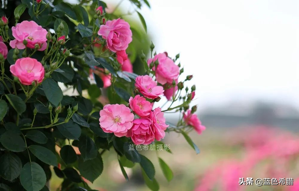 5月初夏 佳能百微鏡頭裏的薔薇花 夏日芬芳你聞到了嗎 藍色希臘 Mdeditor