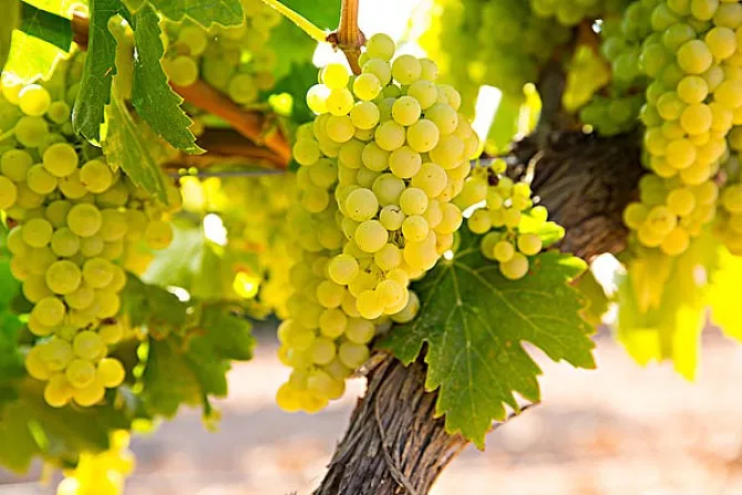 酒精度越高的葡萄酒质量更好、更值钱吗？恐怕不是......