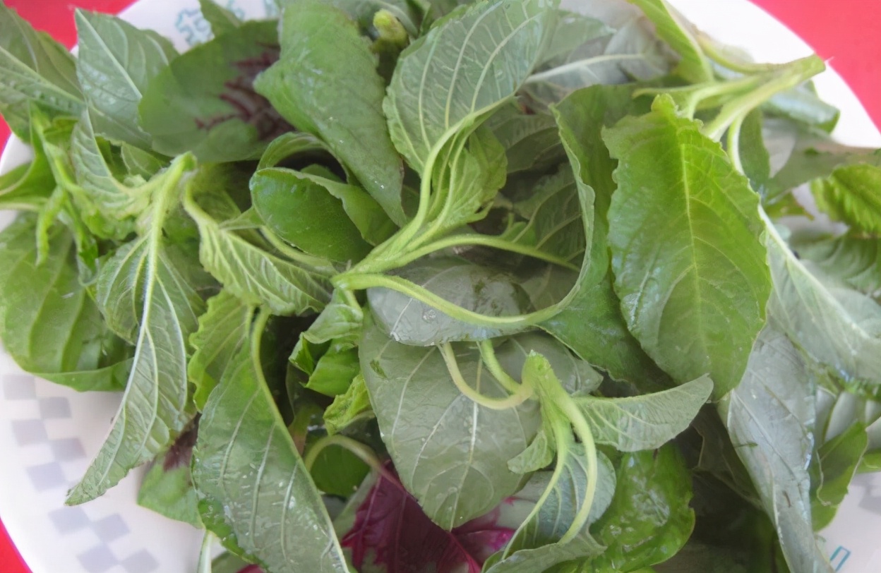 天热，这3种野菜要多吃，比买的蔬菜营养还高，清肠消暑还补钙