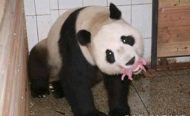 大熊猫叼着东西，跑上来要换奶，饲养员凑近一看：我的祖宗呀