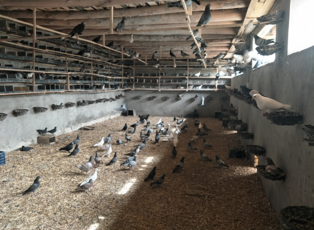 记新疆莎车县巴依都维村驻村书记刘建辉