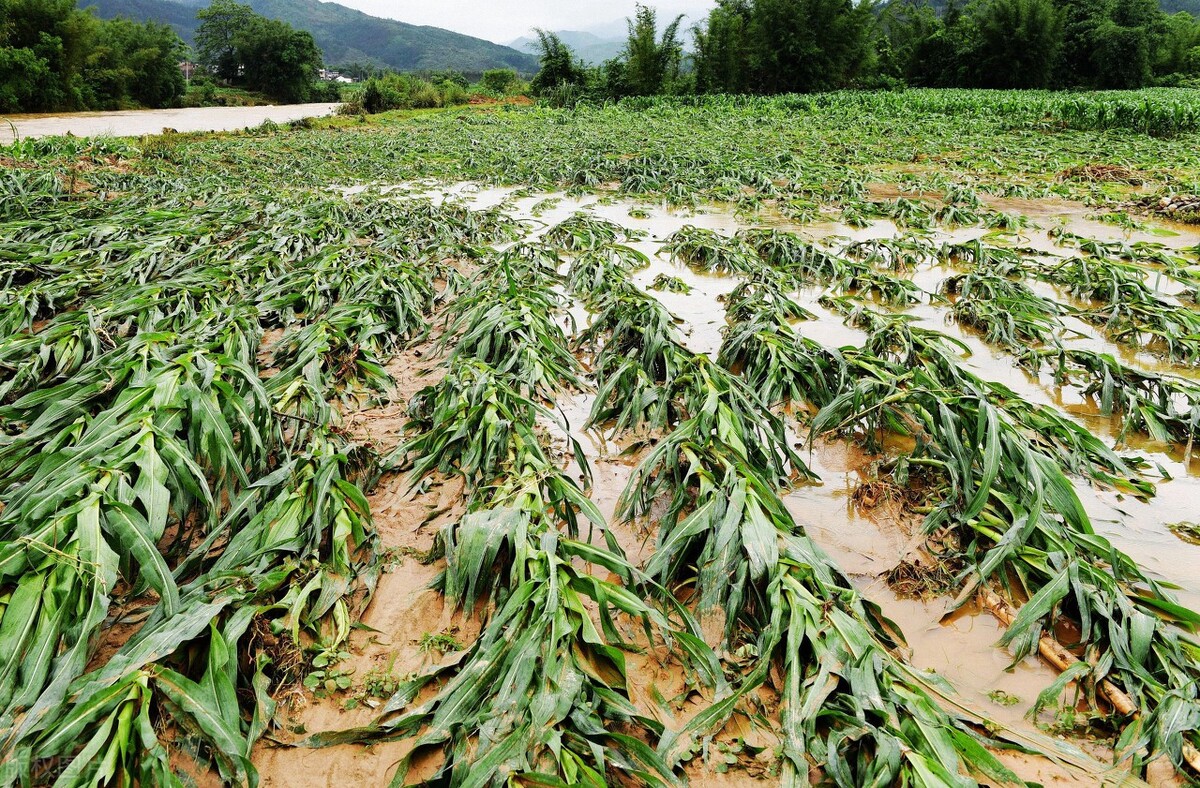 河南暴雨！300多万亩农田受灾，粮食减产或成定局，价格会涨吗？