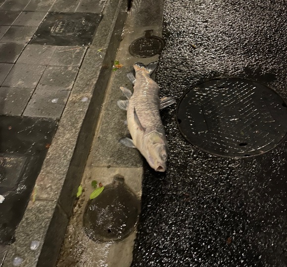 上海一男子在街头发现大鱼，比井盖还长，网友：趁现在没人快捡吧