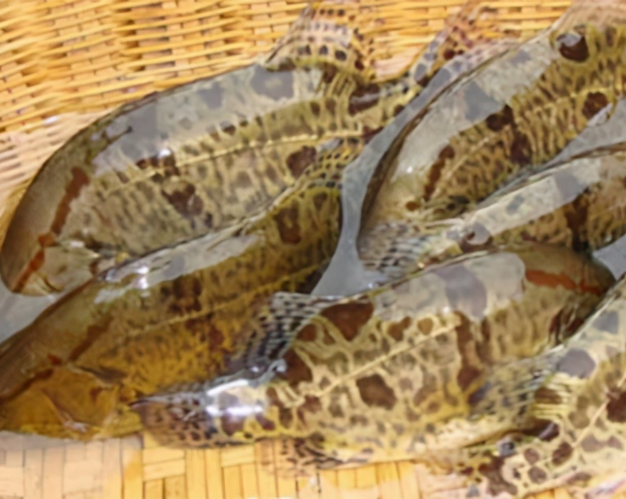 图片[2]-适合春天吃的5种鱼 鲜嫩肥美-起舞食谱网
