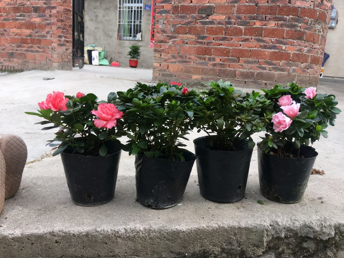 网购花卉易“受骗”，生气又费钱？教你3点别再“看走眼”