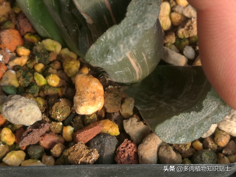瞧瞧我家的十二卷，这些多肉植物可都是贵货