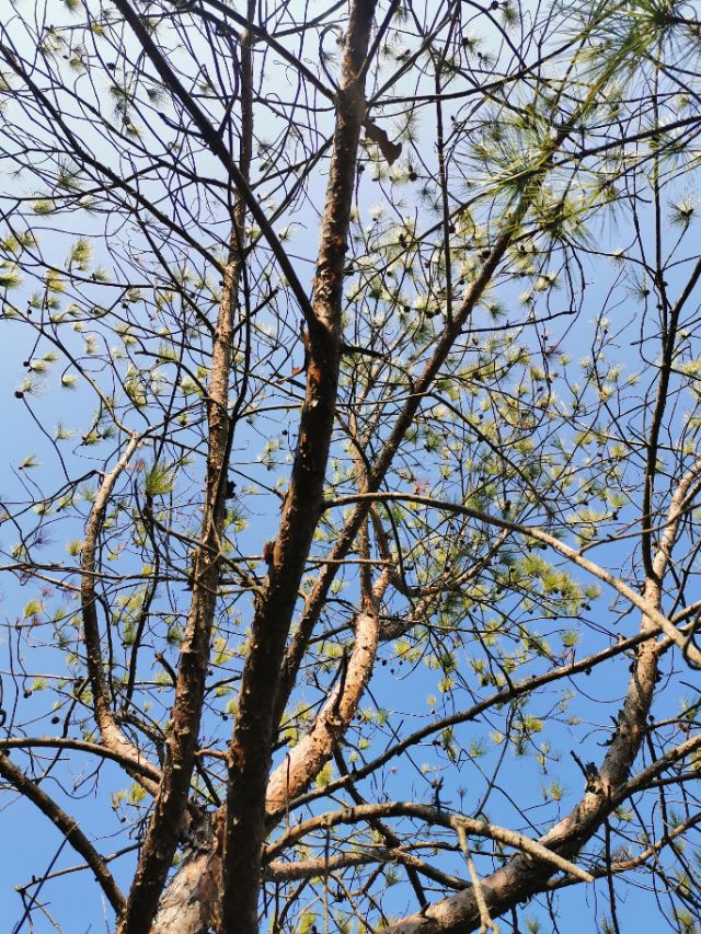 这个难忘的新年，我在客都梅州度过