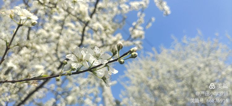春暖花开，等你归来——严田中心小学2021年春季开学通知