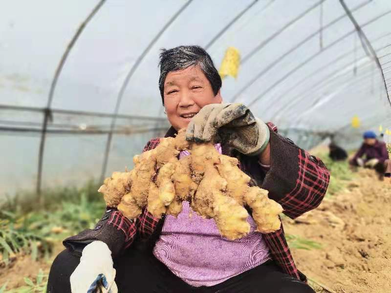 亩产8000斤！双溪桥镇生姜产业趟出发展新路
