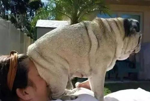 狗狗这几个行为，表面是讨厌你，其实是喜欢你