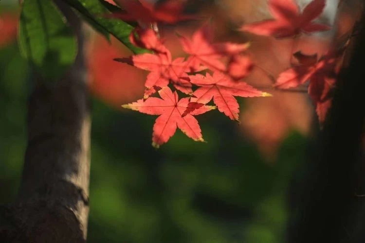 散文：九月，且以温柔待清秋