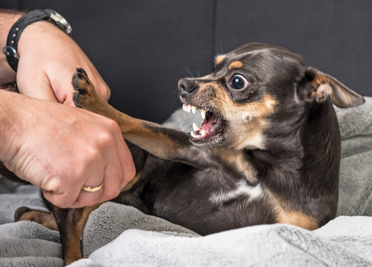 狂犬病发作太可怕，致死率100%！这些救命知识，一定要早知道