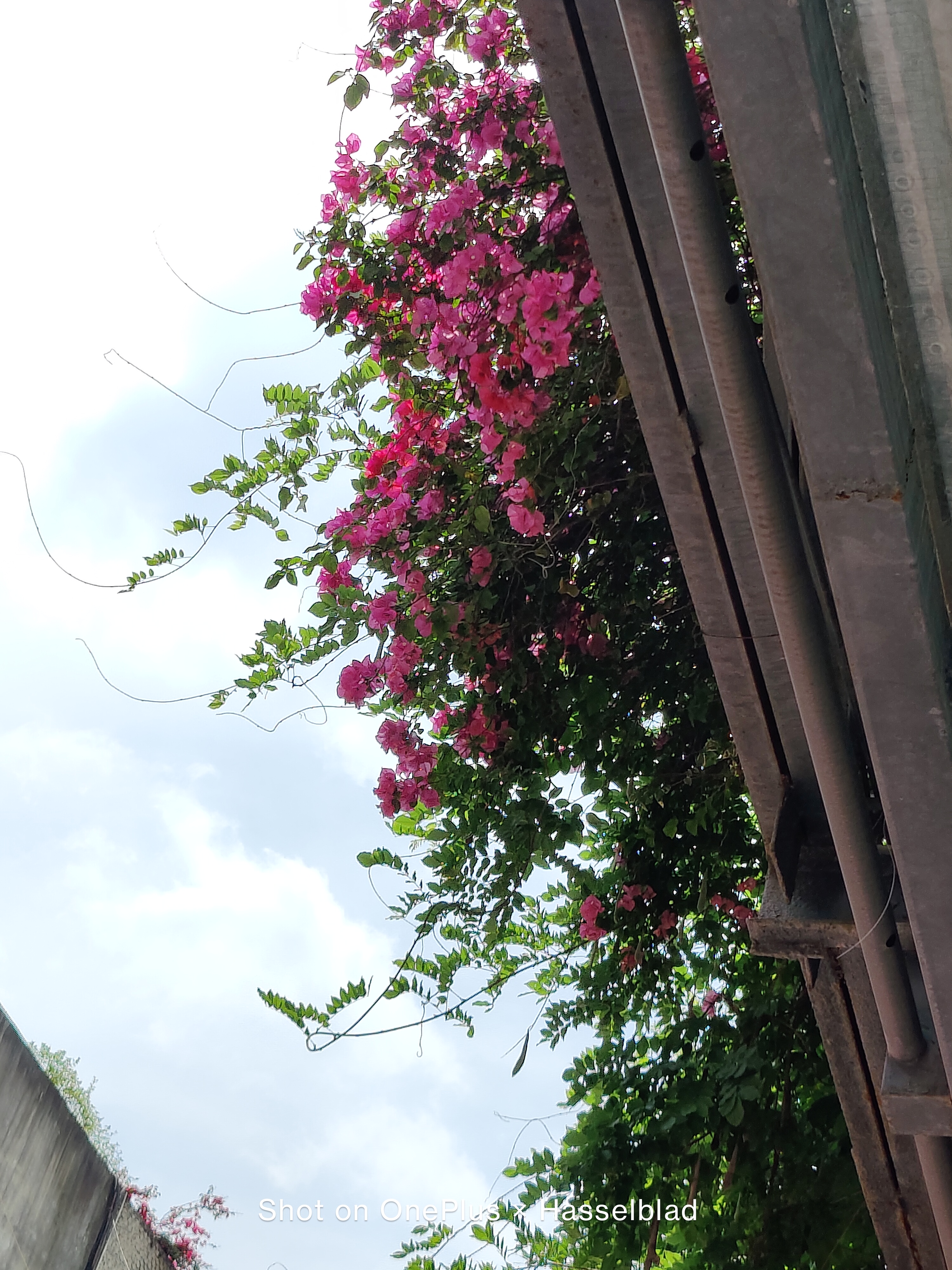 迟来的惊喜：“影像机皇”一加9，半月体验实测报告