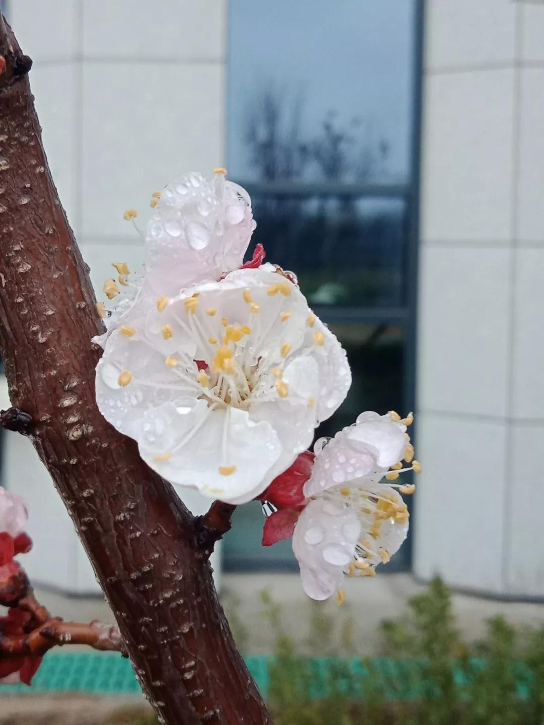 鲁抗医药再一次震撼了济宁西郊。老厂区的百米烟囱爆破了